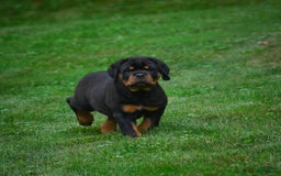 Rottweiler dogs for sale: Clair Bear - Image 7