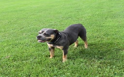Olde English Bulldogge dogs for sale: Mia - Image 4