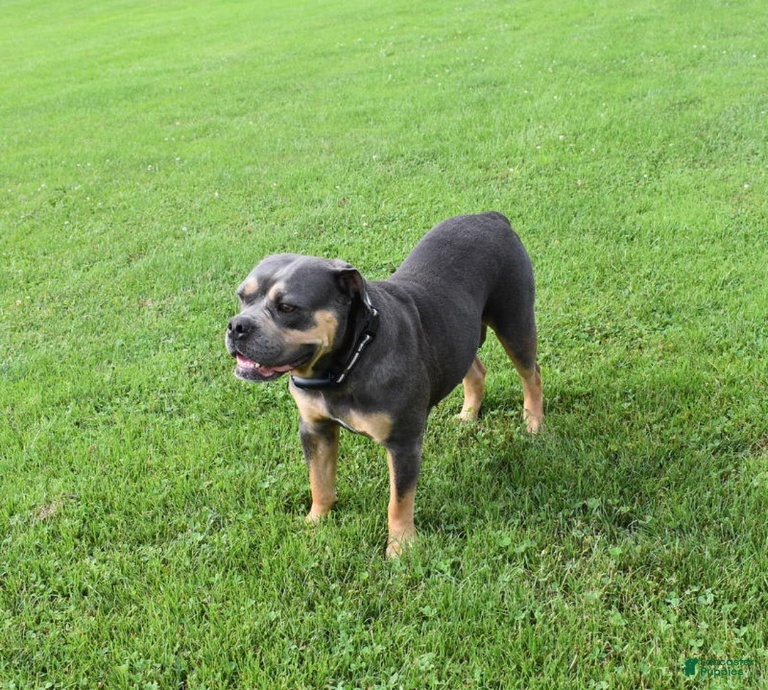 Olde English Bulldogge dogs for sale: Mia - Image 4