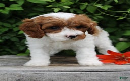 Cavapoo dogs for sale: Cavapoo 5 puppies - Image 15