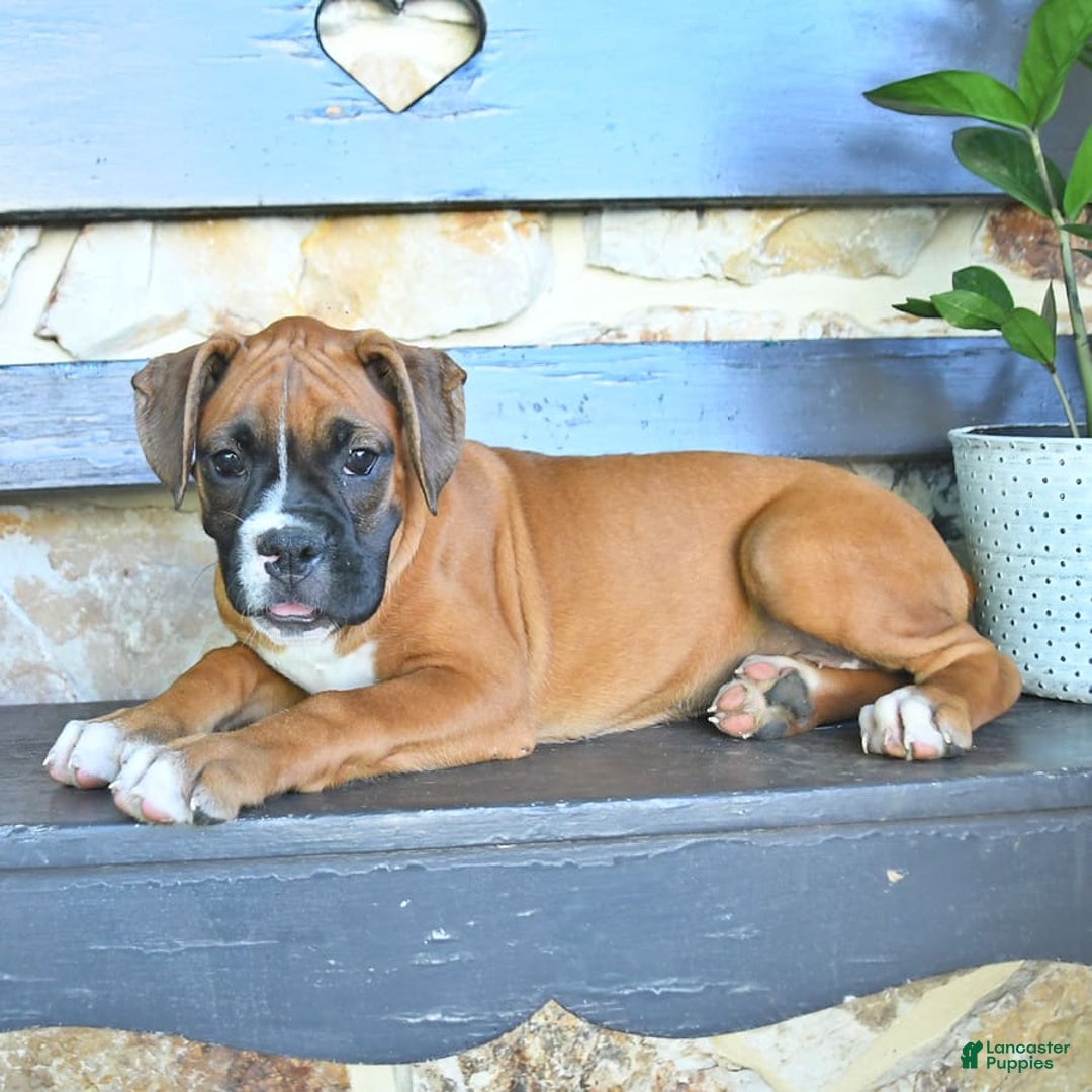 Boxer dogs for sale: Faye - Image 10