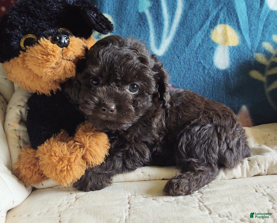 Maltipoo dogs for sale: Count Chocolate - Image 31