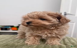 Maltipoo dogs for sale: Danny - Image 2