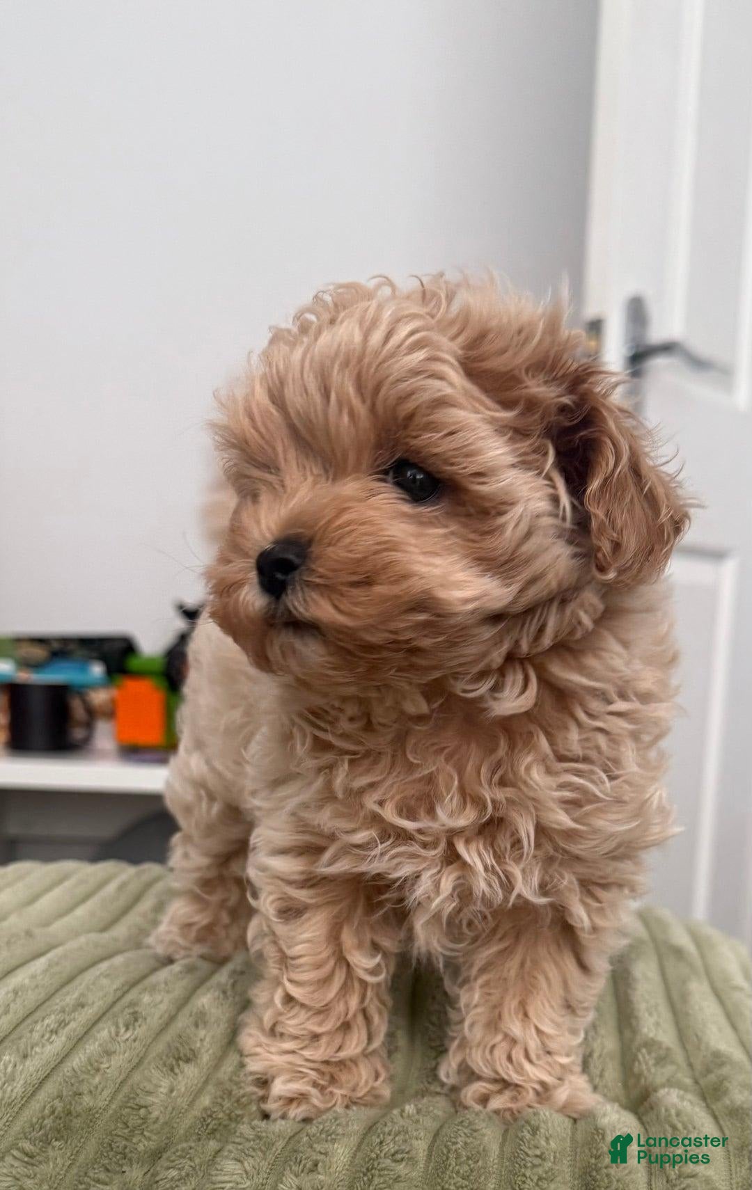 Maltipoo dogs for sale: Danny - Image 2