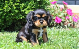 Cavalier King Charles Spaniel dogs for sale: Rex - Image 7