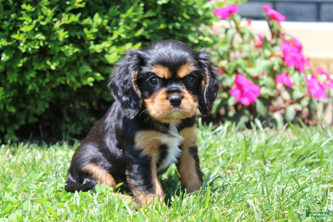 Cavalier King Charles Spaniel dogs for sale: Rex - Image 7