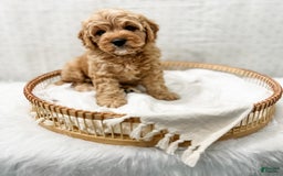 Cavapoo dogs for sale: Jordan - Image 3