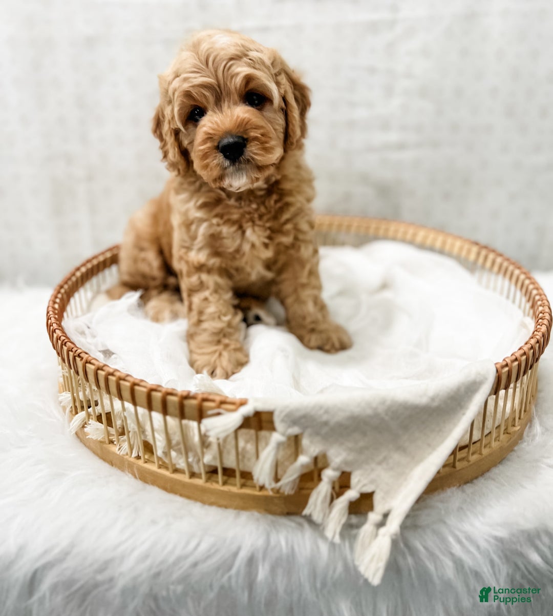 Cavapoo dogs for sale: Jordan - Image 3