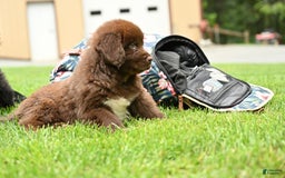 Newfoundland dogs for sale: Bella - Image 17