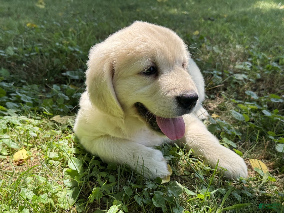 Golden Retriever dogs for sale: Nova - Image 15