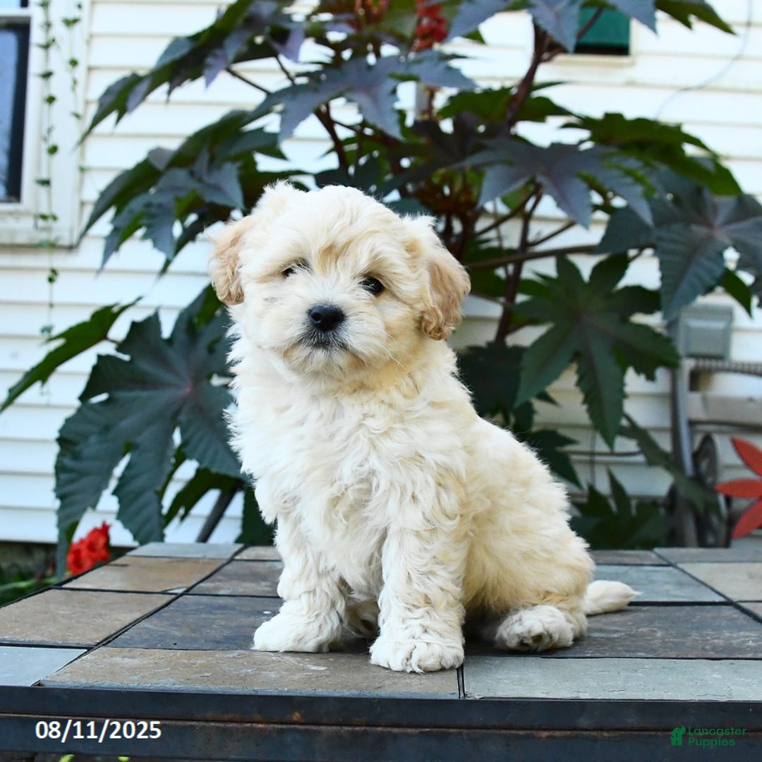 Shihpoo dogs for sale: Finn - Image 1