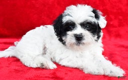 Yorkiepoo dogs for sale: Polly - Image 2