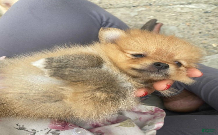Pomeranian dogs for sale - Ad 1
