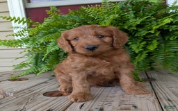 Goldendoodle dogs for sale: Ben - Image 37