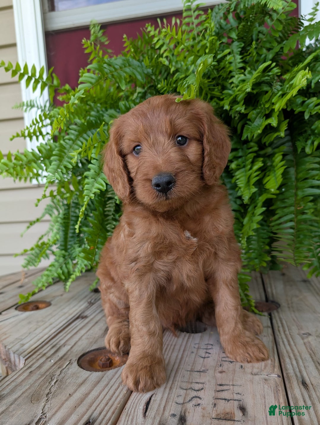 Goldendoodle dogs for sale: Ben - Image 37