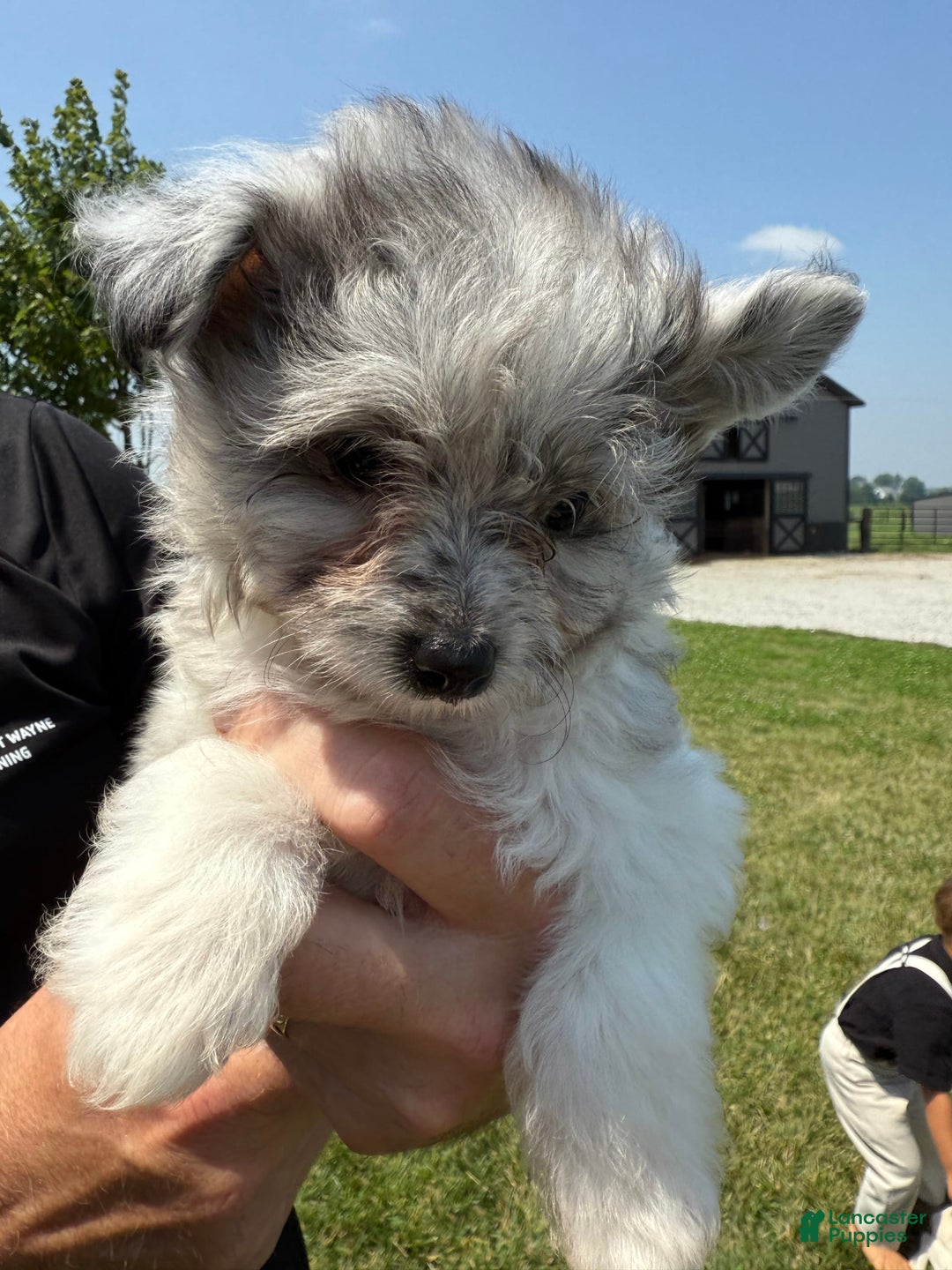 Pomapoo dogs for sale: Mason - Image 2