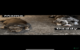 American Bully dogs for sale: Louis - Image 2