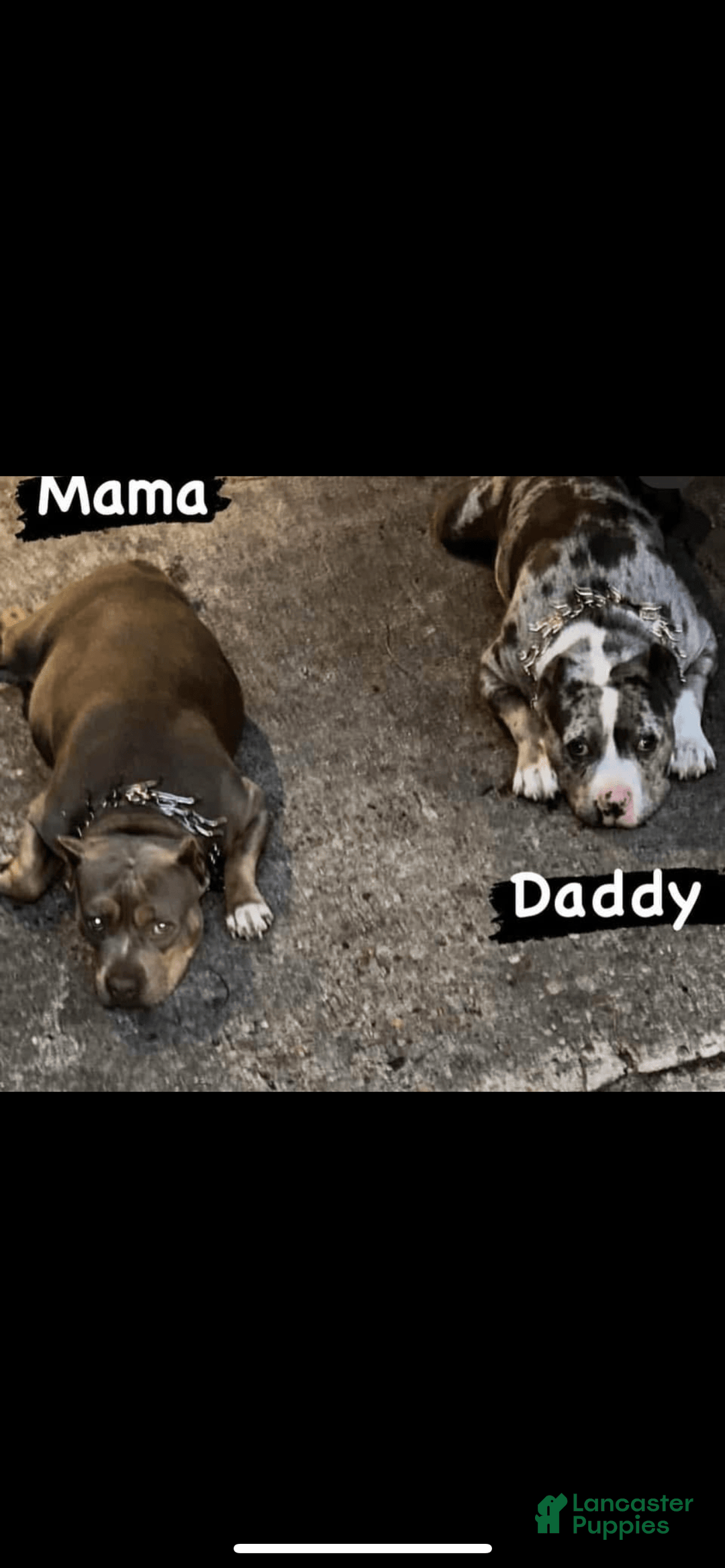 American Bully dogs for sale: Louis - Image 2