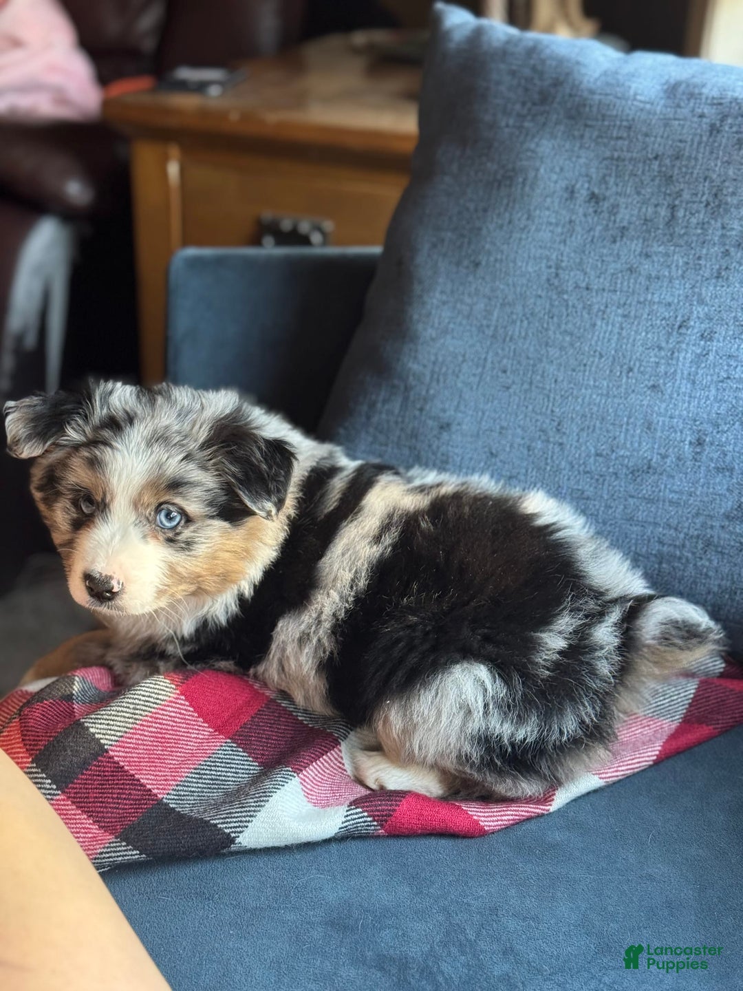 Miniature Australian Shepherd dogs for sale: Chungus - Image 3