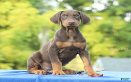 Doberman Pinscher dogs for sale: Rebel - Image 4