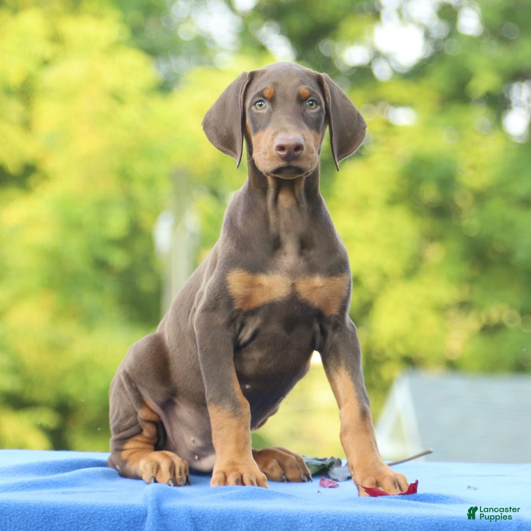 Doberman Pinscher dogs for sale: Rebel - Image 4