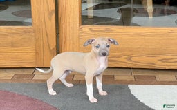 Italian Greyhound dogs for sale: Noah - Image 3