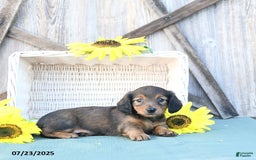 Dachshund dogs for sale: Chloe - Image 2