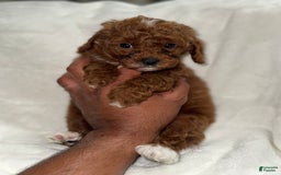 Toy Poodle dogs for sale: Choco - Image 6