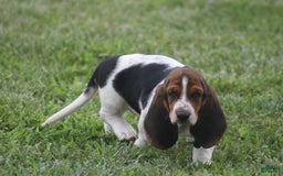 Basset Hound dogs for sale: Ida - Image 11