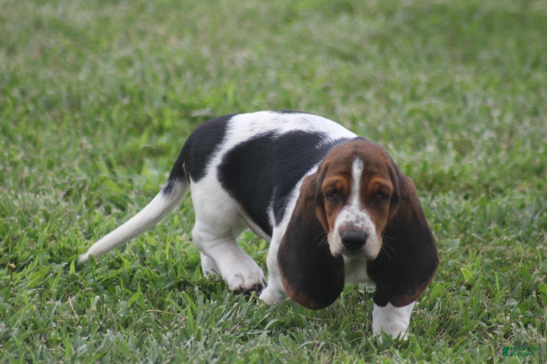 Basset Hound dogs for sale: Ida - Image 11