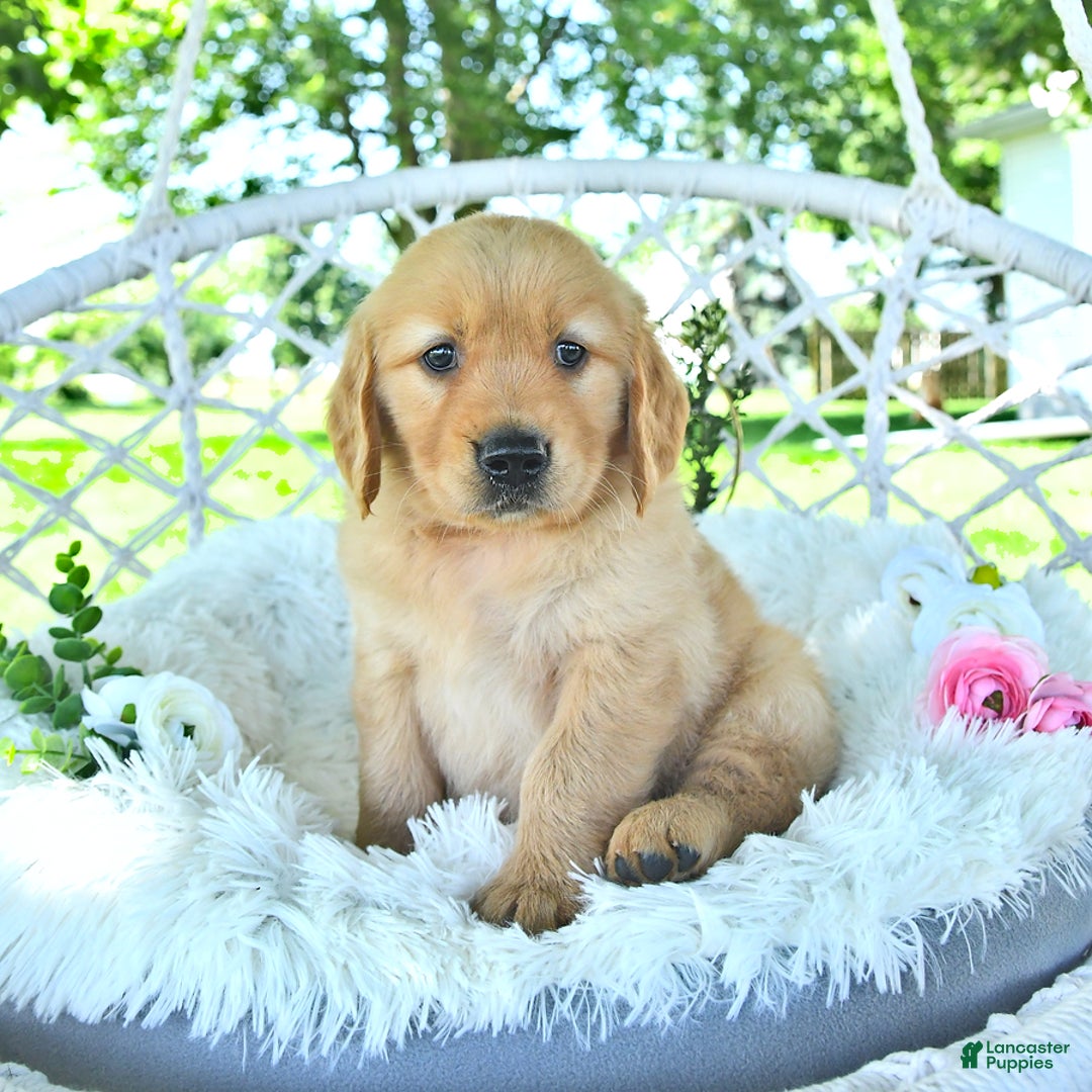 Golden Retriever dogs for sale: Andy - Image 12