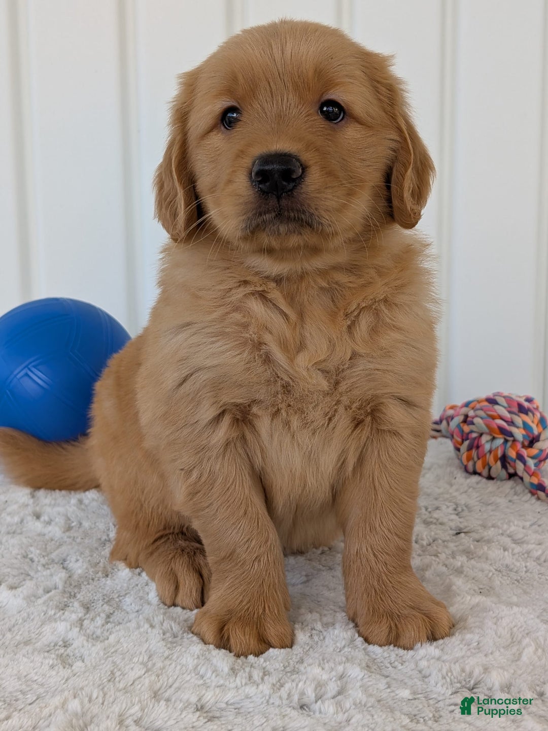 Golden Retriever dogs for sale: Brady - Image 1