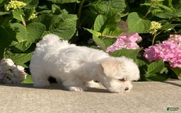 Coton De Tulear dogs for sale: Button - Image 17