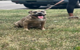 American Bully dogs for sale: Santana - Image 2