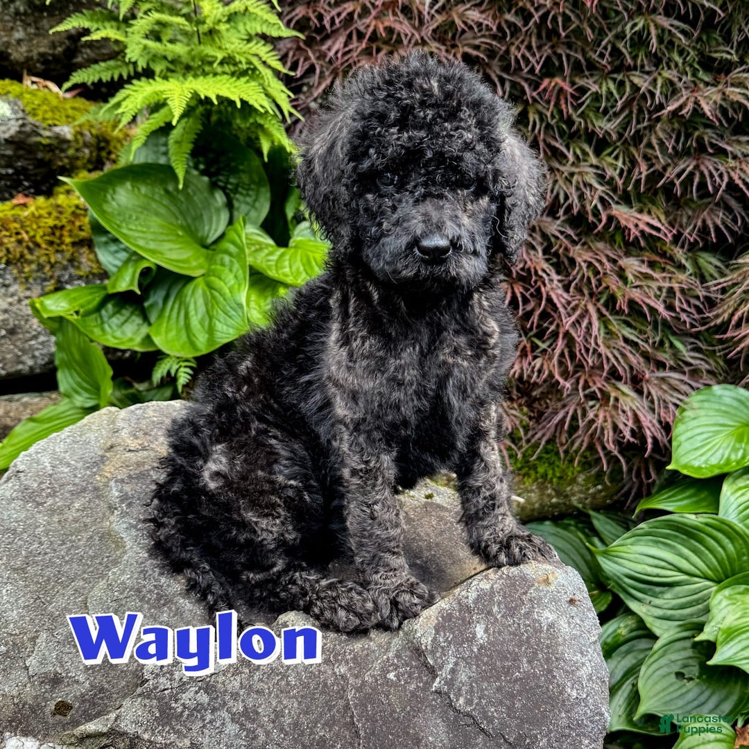 Bernedoodle dogs for sale: Waylon - Image 1