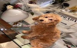 Toy Poodle dogs for sale: Silace - Image 13