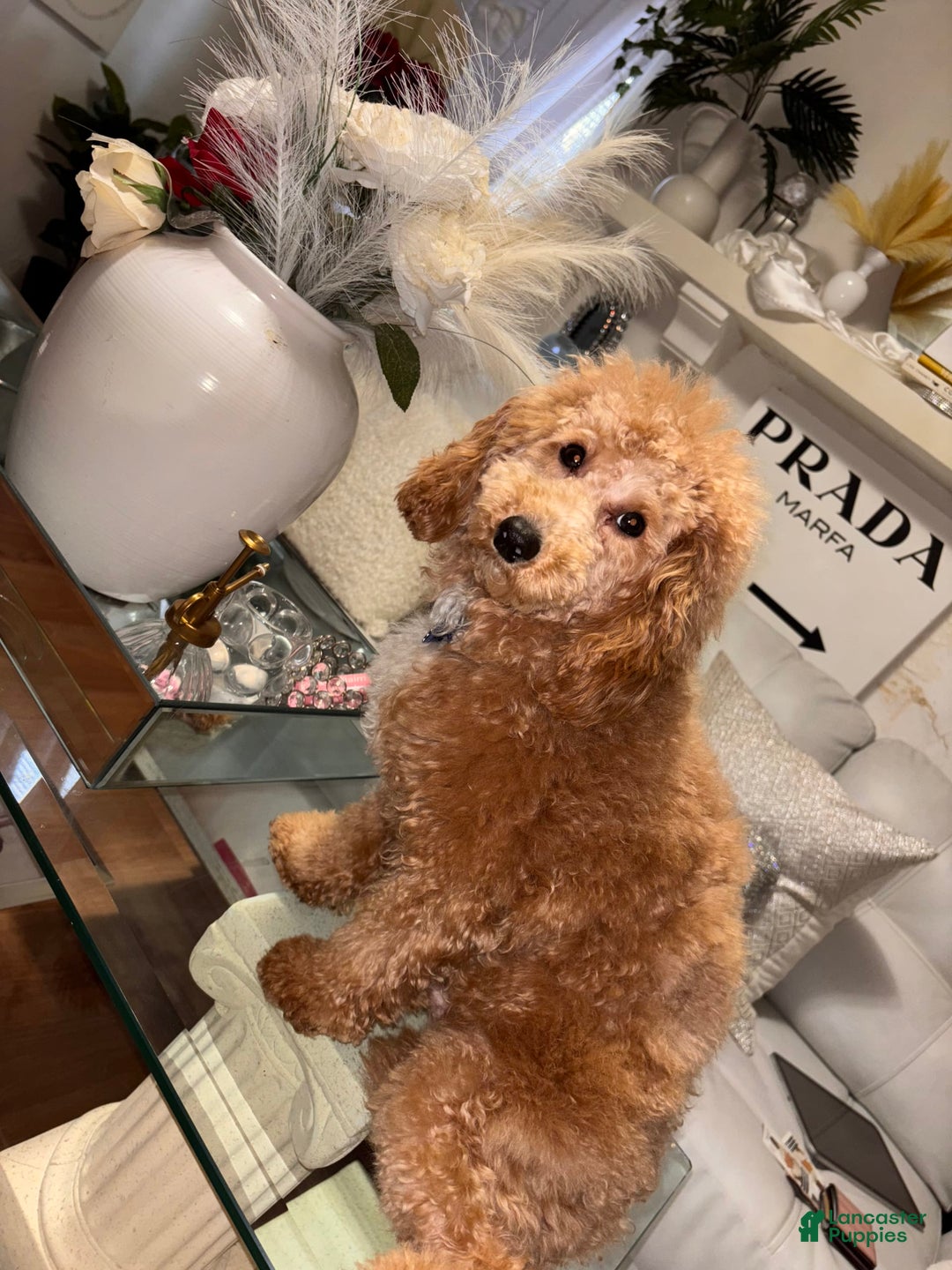 Toy Poodle dogs for sale: Silace - Image 13