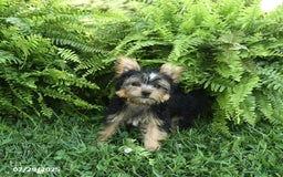 Yorkiepoo dogs for sale: Mickey - Image 8