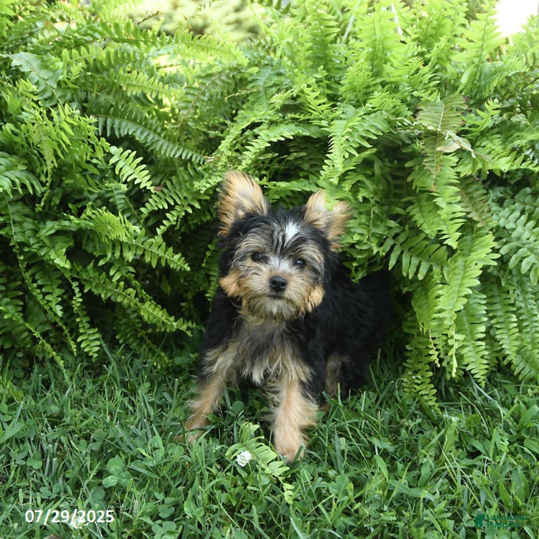 Yorkiepoo dogs for sale: Mickey - Image 8