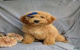 Cockapoo dogs for sale: Celeste Hypoallergenic - Image 3