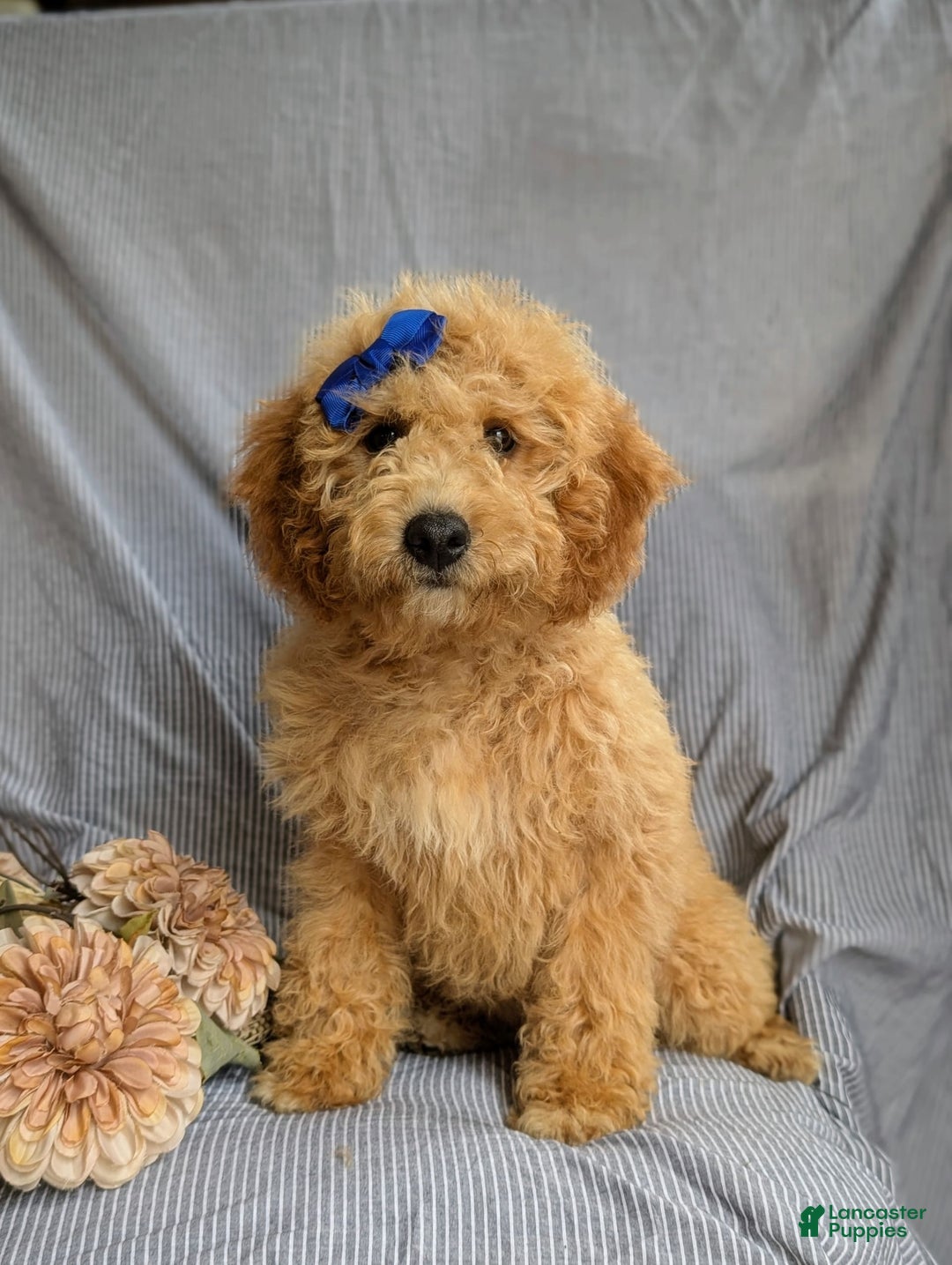 Cockapoo dogs for sale: Celeste Hypoallergenic - Image 3