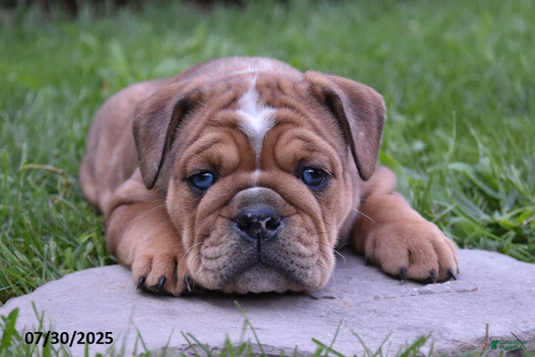 Olde English Bulldogge dogs for sale: Macey - Image 2