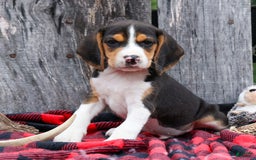 Beagle dogs for sale: Kirby - Image 14