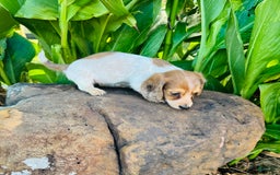 Miniature Dachshund dogs for sale: Reba LH - Image 4