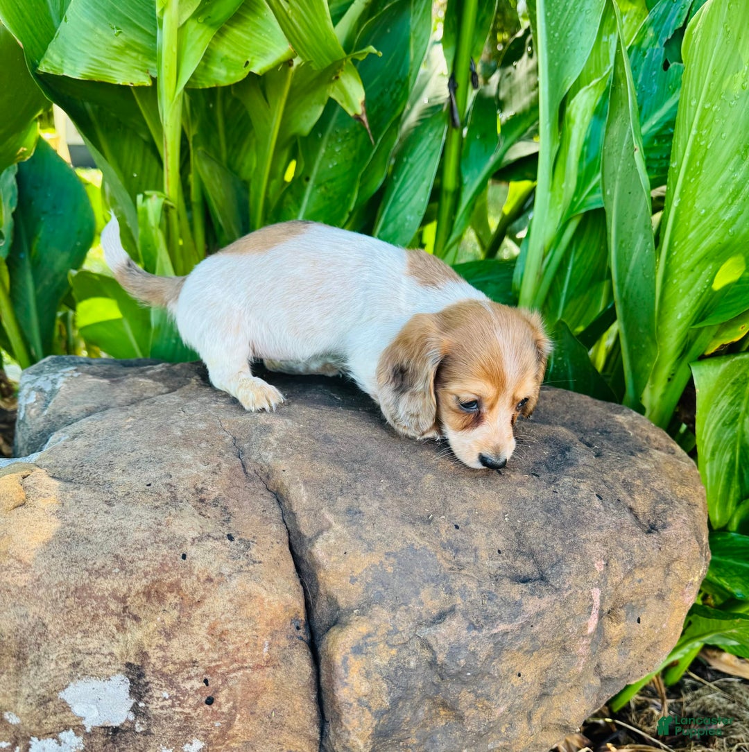 Miniature Dachshund dogs for sale: Reba LH - Image 4