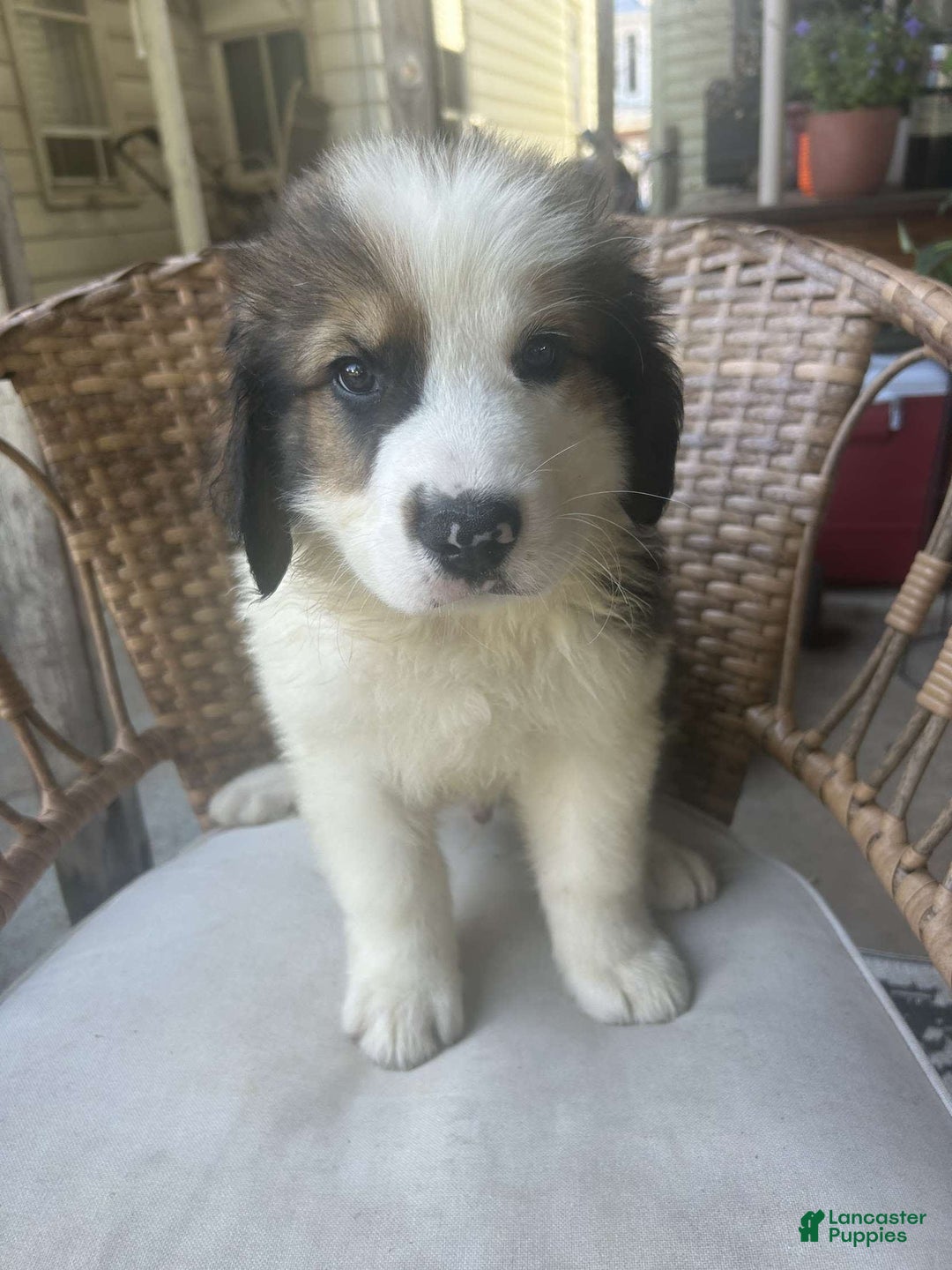Great Pyrenees dogs for sale: Maverick - Image 4