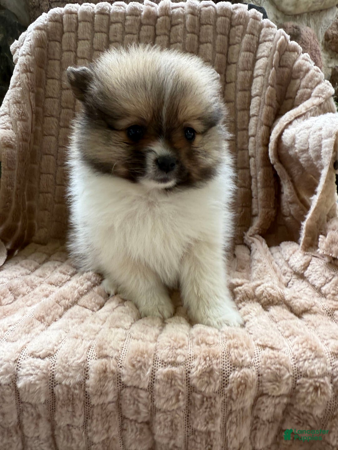Pomeranian dogs for sale: Cory - Image 4