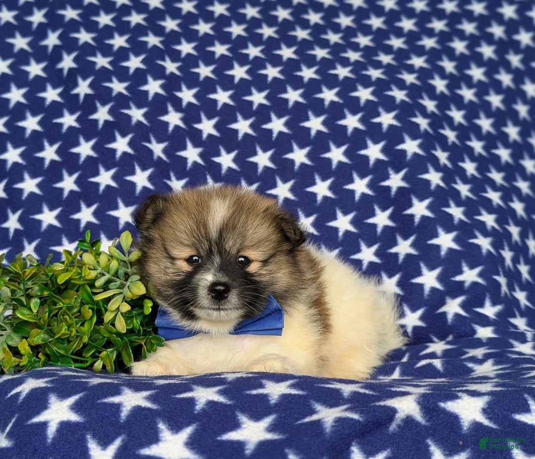 Pomeranian dogs for sale: Kemp - Image 5