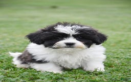 Teddy Bear dogs for sale: Aero - Image 1