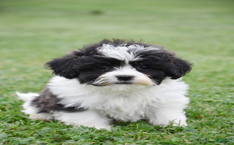 Teddy Bear dogs for sale - Ad 5